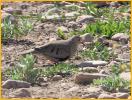 Female Western <BR>Common Ground-Dove