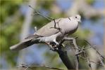 Eurasian Collared Dove