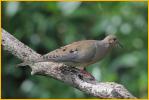 Mourning Dove