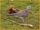 Spotted Dove