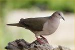 White-tipped Dove