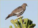 White-winged Dove