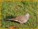 Zebra Dove