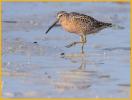 Long-billed Dowitcher