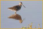 Nonbreeding<BR>Long-billed Dowitcher