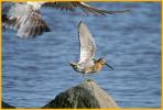 Atlantic <BR>Short-billed Dowitcher