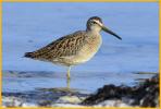 Juvenile Atlantic <BR>Short-billed Dowitcher