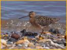 Prairie <BR>Short-billed Dowitcher