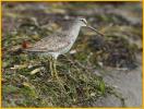 Nonbreeding<BR>Short-billed Dowitcher