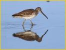 Short-billed Dowitcher<BR>Atlantic