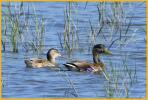 Male and Female <BR>American Black Ducks