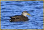 American Black Duck