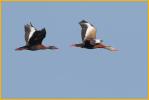 Black-bellied Whistling-Ducks