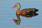 Black-bellied Whistling-Duck