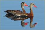 Black-bellied Whistling-Ducks