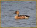 Fulvous Whistling-Duck