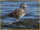 First Winter<BR>Harlequin Duck