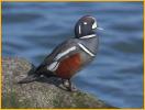 Harlequin Duck