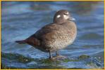 Female<BR>Harlequin duck