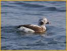 First Winter <BR>Long-tailed Duck