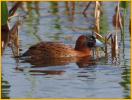 Masked Duck