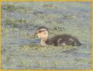 Mottled Duck Duckling