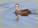 Mottled Duck