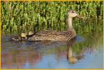 Female<BR>Mottled Duck and Ducklings