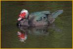 Muscovy Duck