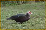 Female<BR>Muscovy Duck