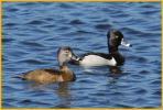 Ring-necked Ducks