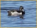 Ring-necked Duck