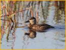 Juvenile <BR>Ruddy Duck