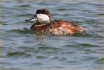 Transition<BR>Ruddy Duck