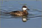 Nonbreeding<BR>Ruddy Duck