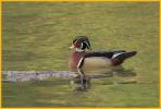 Wood Duck