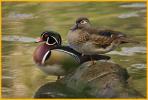 Male and Female <BR>Wood Ducks