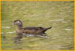 Female <BR>Wood Duck