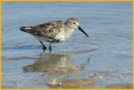 Dunlin in Transition