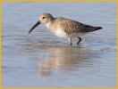 Nonbreeding Dunlin