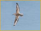 Nonbreeding Dunlin