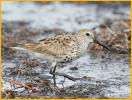 Transition<BR>Dunlin