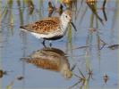 Atlantic<BR>Dunlin