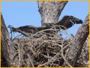 Bald Eagle Eaglet