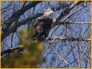 Third Year Bald Eagle