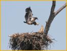 Juvenile Bald Eagle