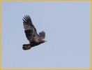 Juvenile Bald Eagle