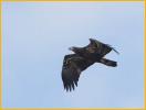 Juvenile<BR>Bald Eagle