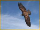 Juvenile <BR> Bald Eagle