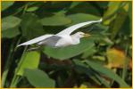 Cattle Egret